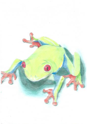 Zeichnung: Frosch by Lena Köglmeier